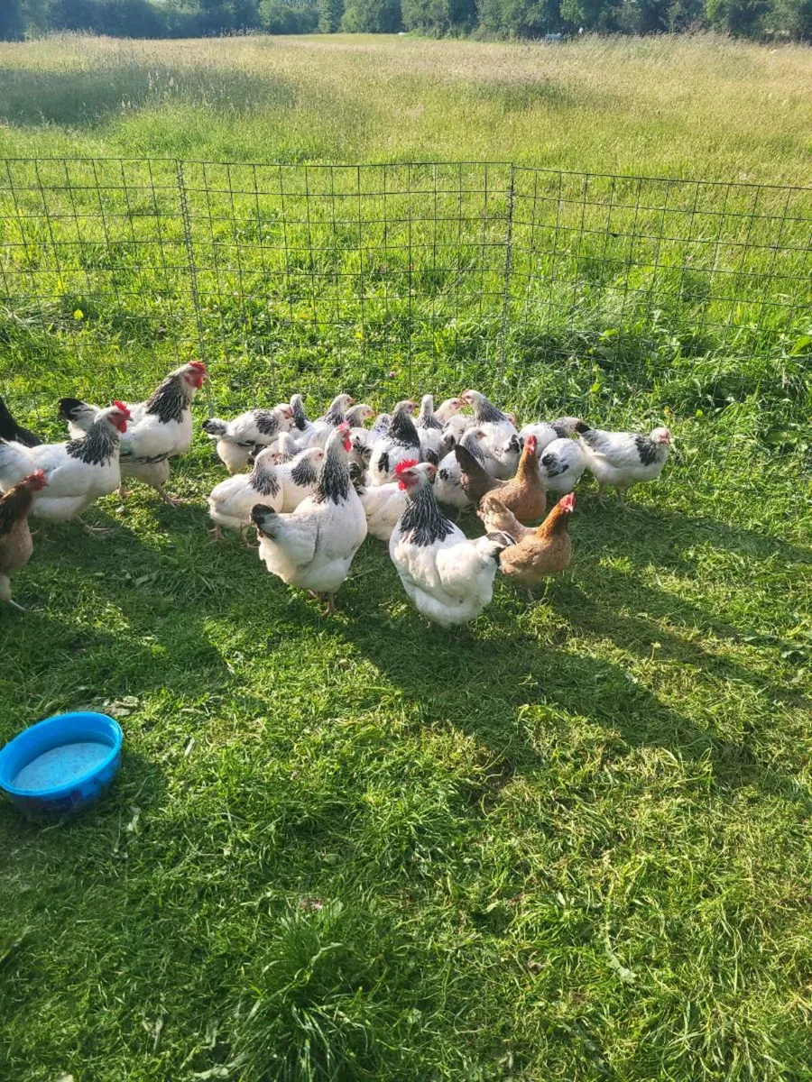 Poultry - Image 3