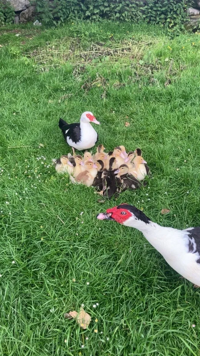 Muscovy ducklings ❌❌❌❌❌