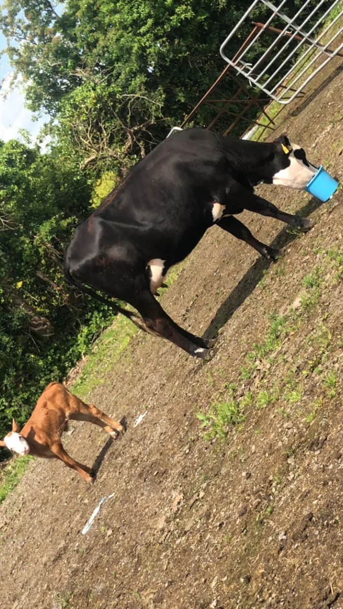 Heifer and calf - Image 2