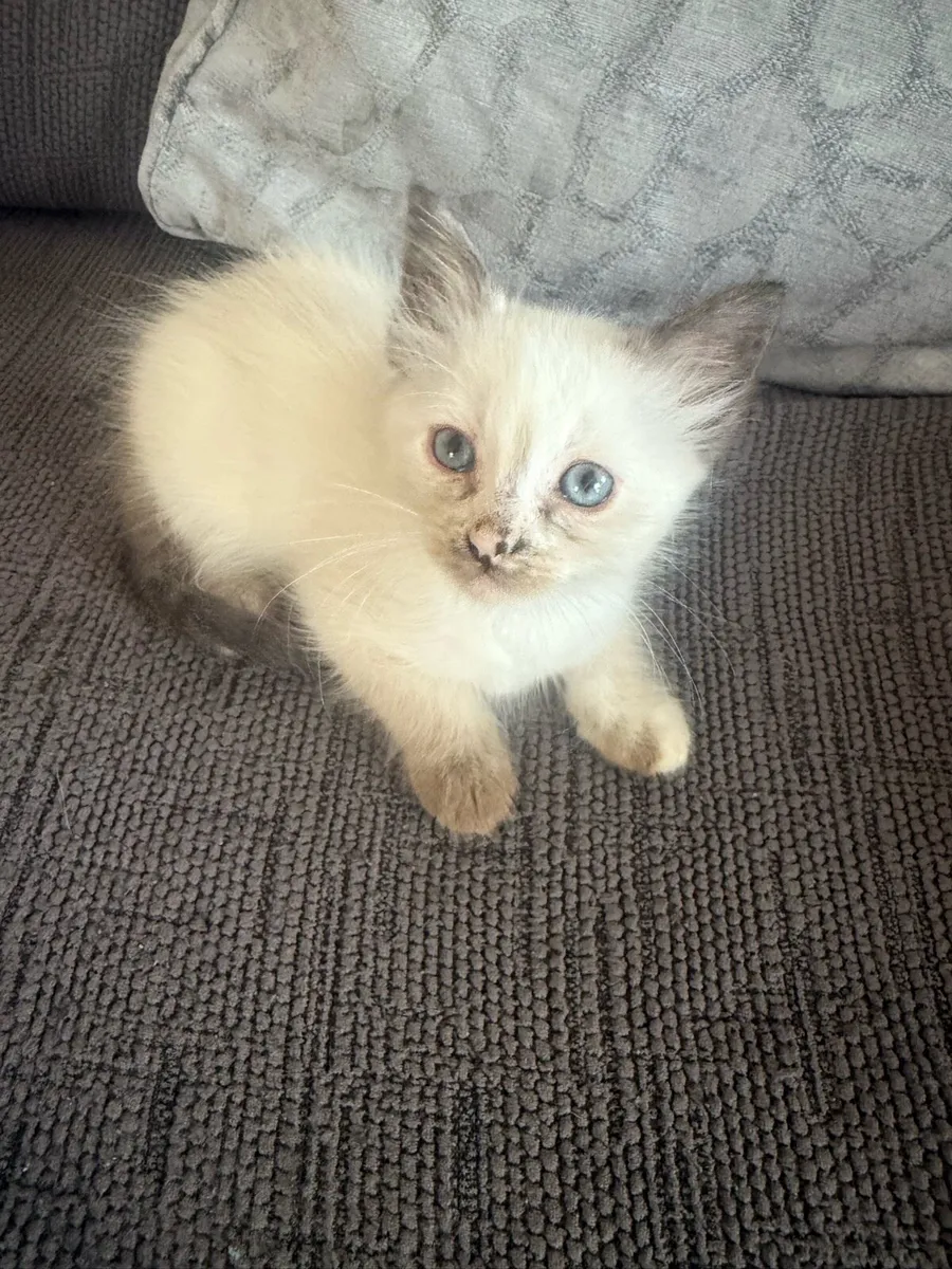 Tabby siamis cat - Image 4