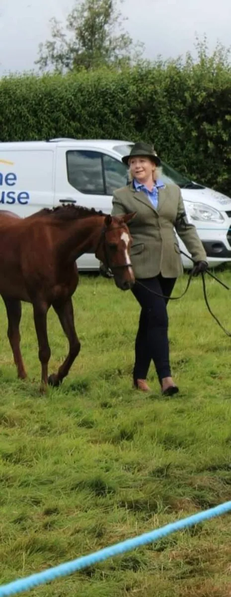 128 part bred Welsh Pony - Image 2