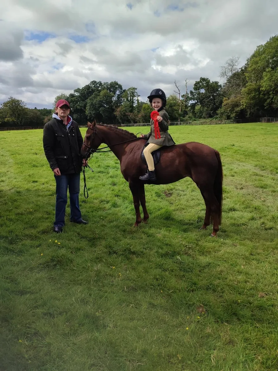 128 part bred Welsh Pony - Image 3