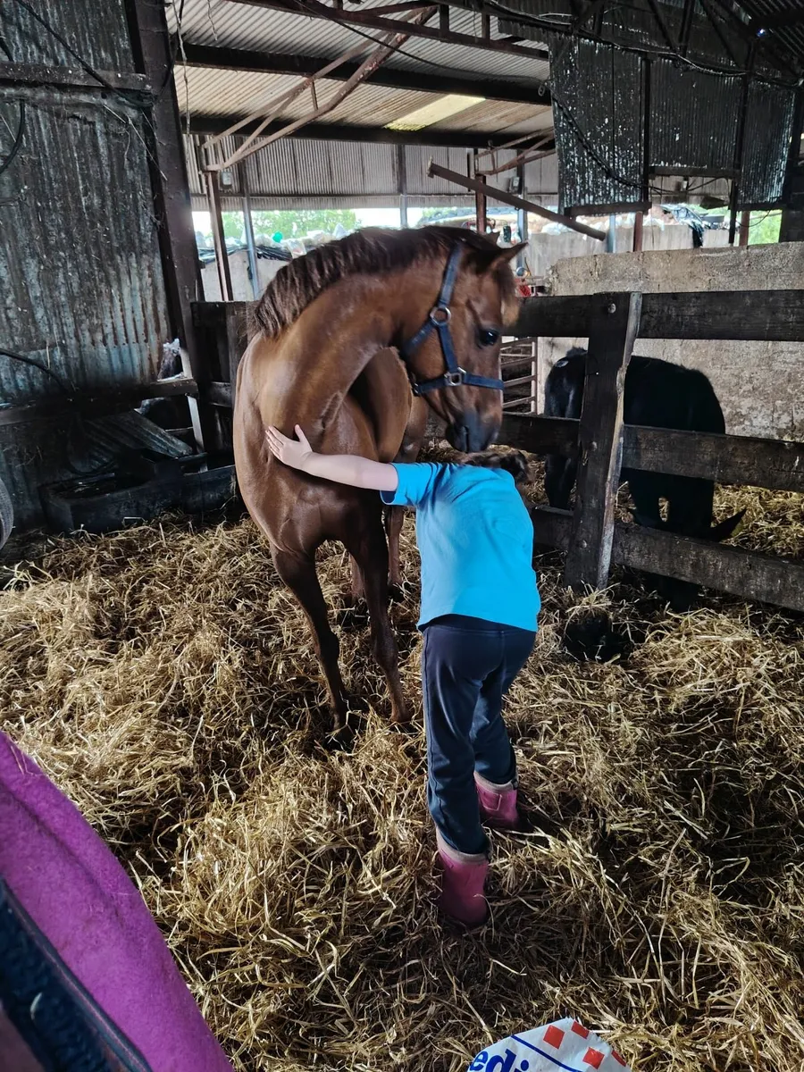 128 part bred Welsh Pony - Image 4