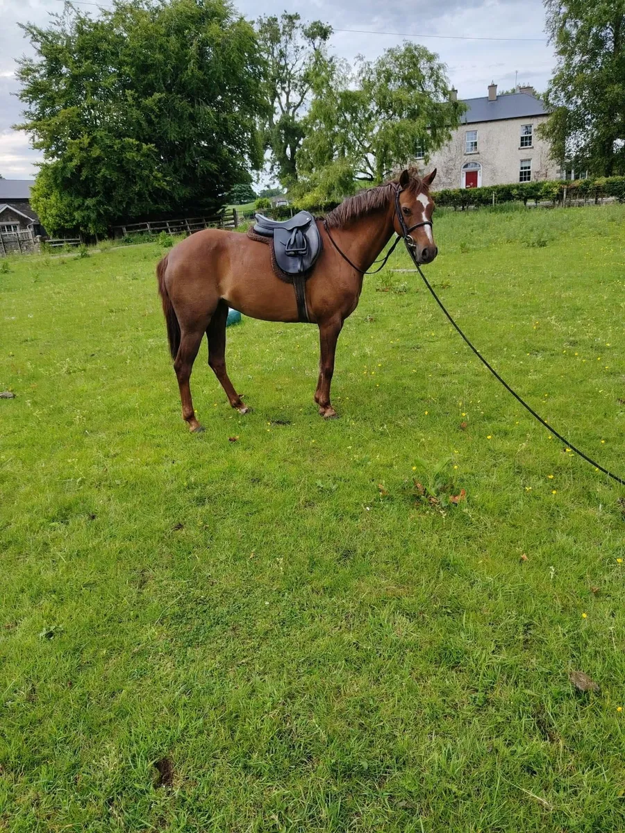128 part bred Welsh Pony - Image 1