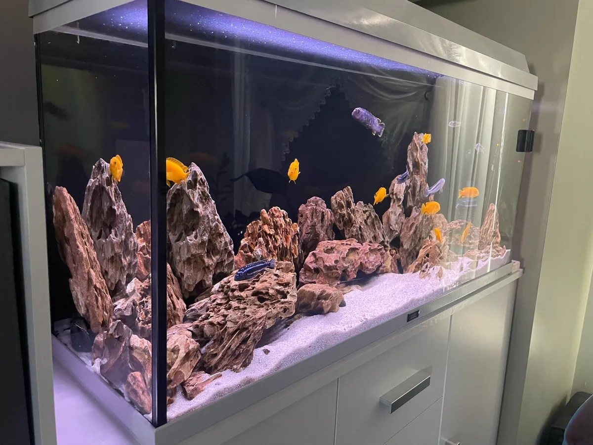 Malawi Fish tank - Image 2