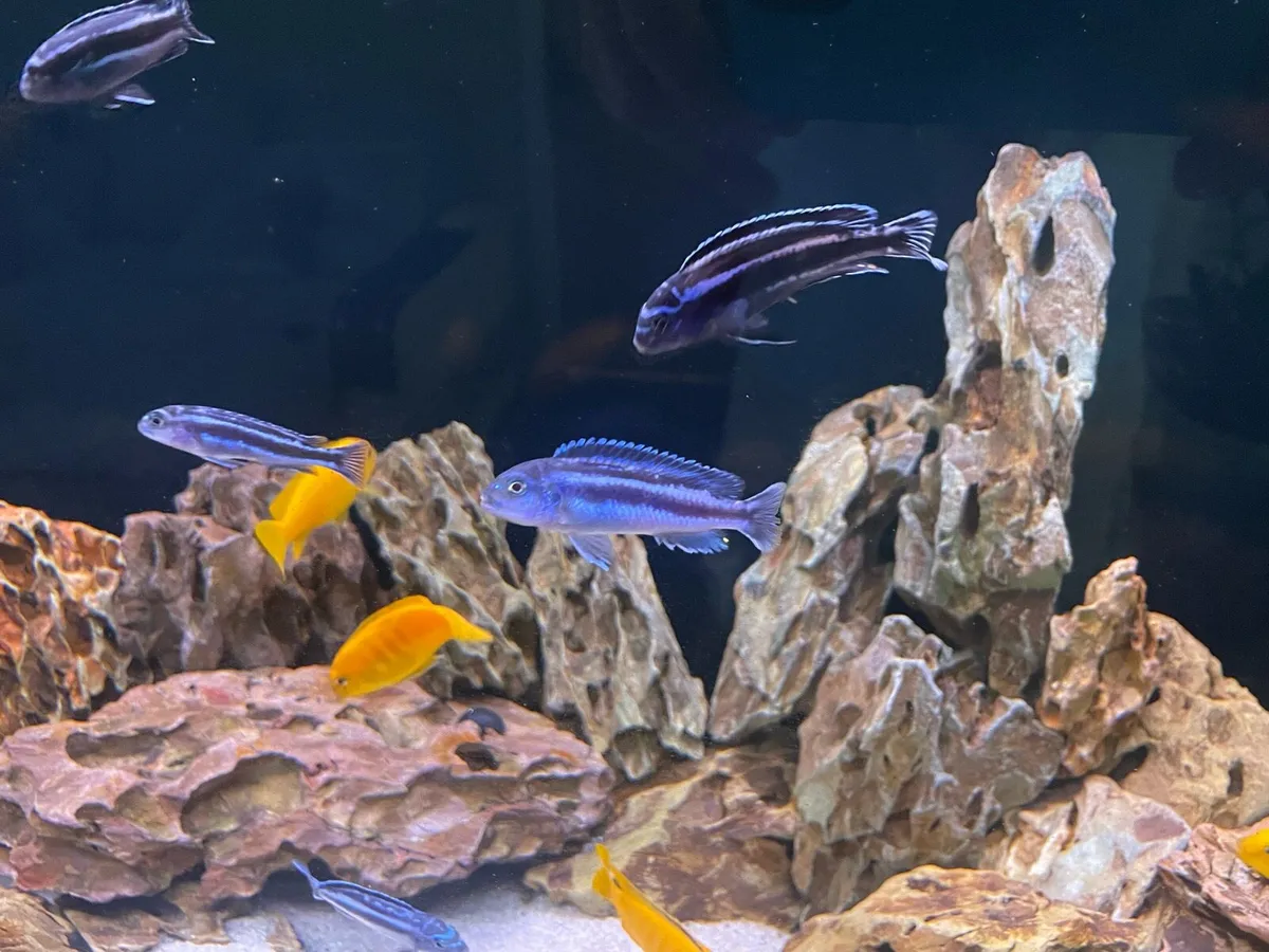 Malawi Fish tank - Image 3