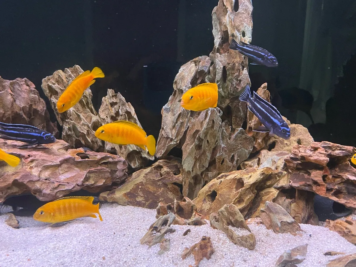 Malawi Fish tank - Image 4