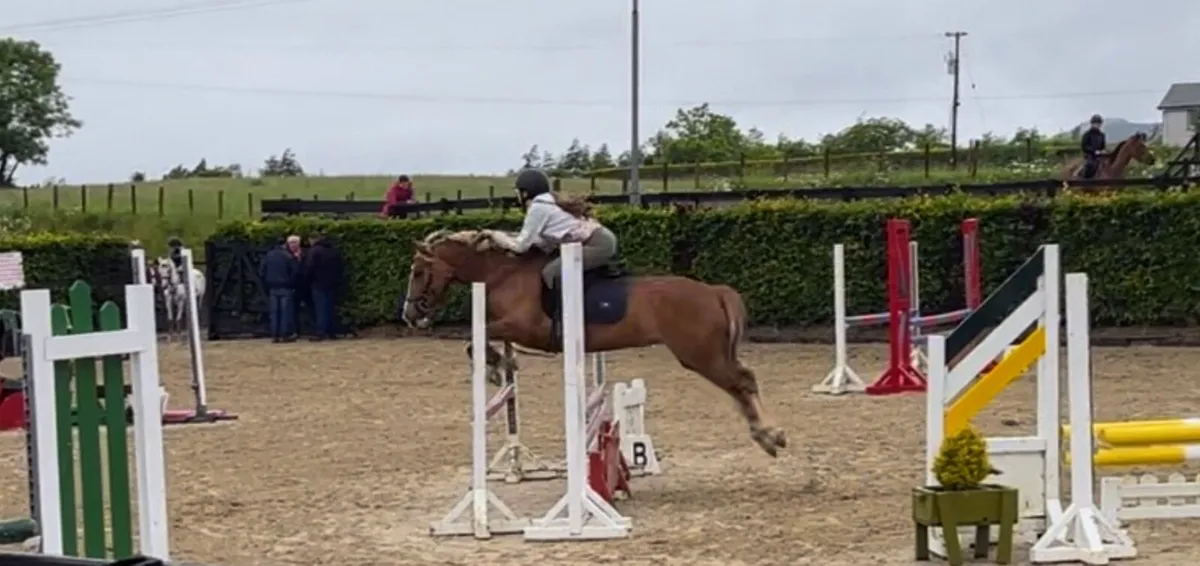 SJ Pony 138cm - Image 1