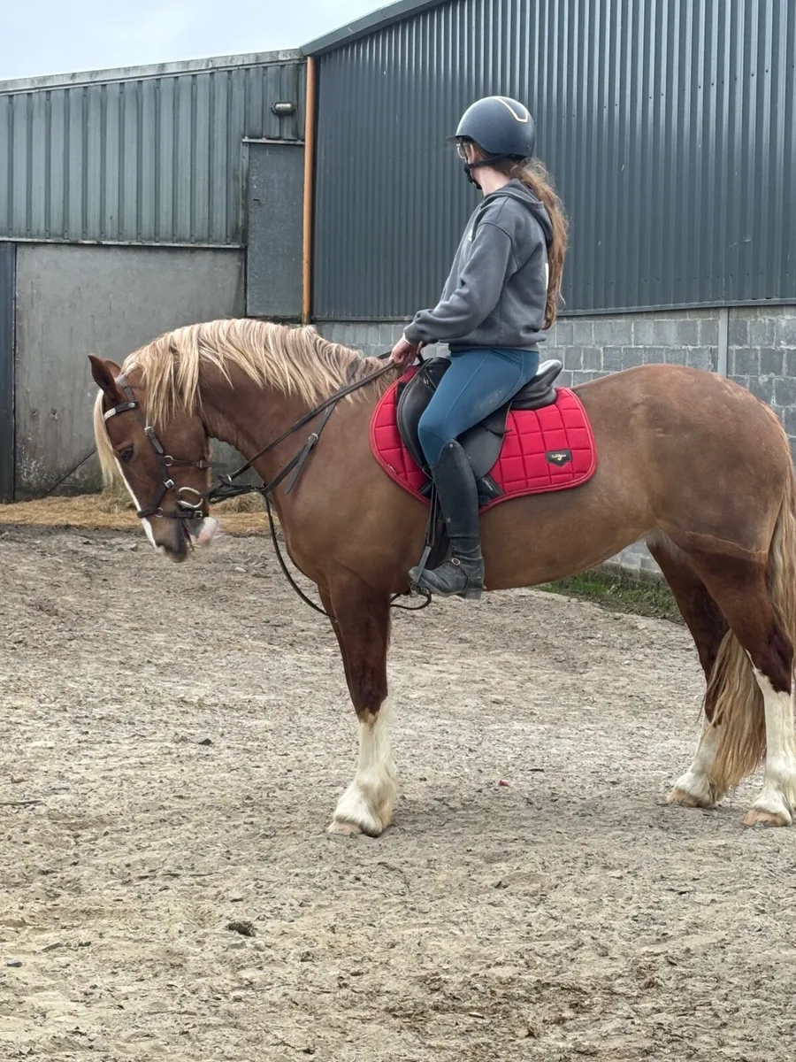 SJ Pony 138cm - Image 2