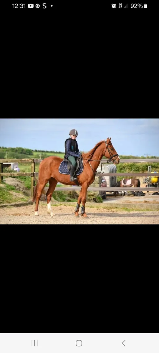 Horse - Image 3