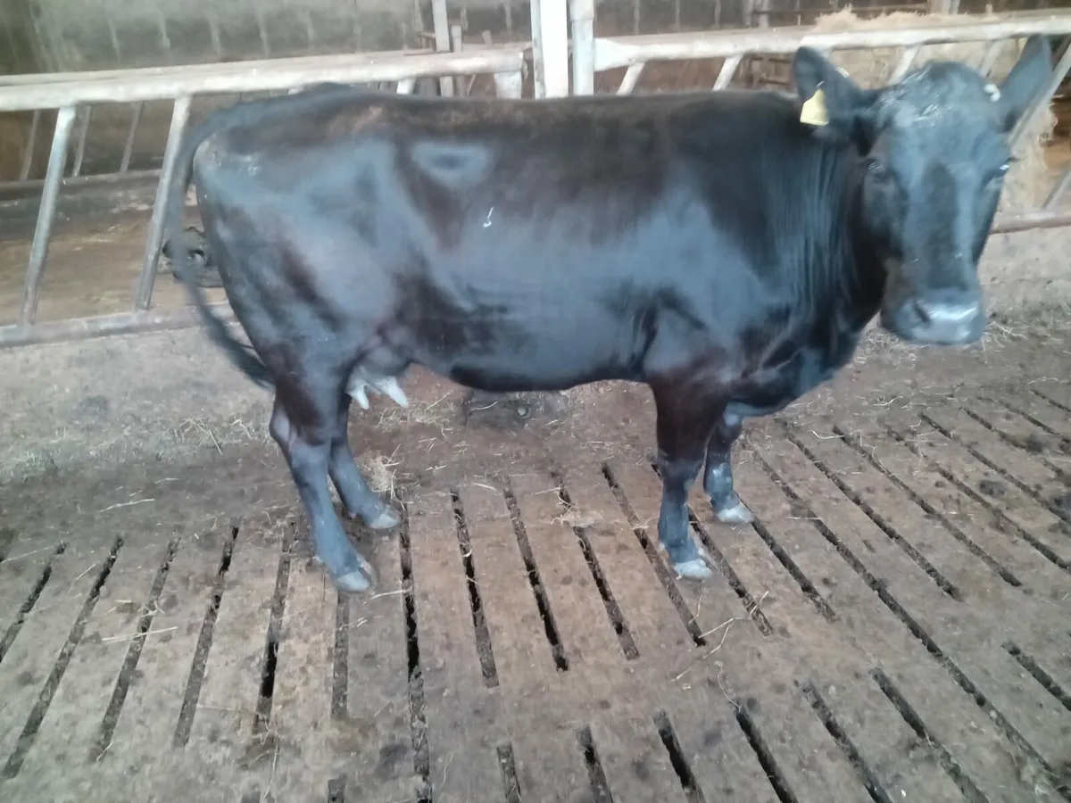 5*lim foster cow - Image 1