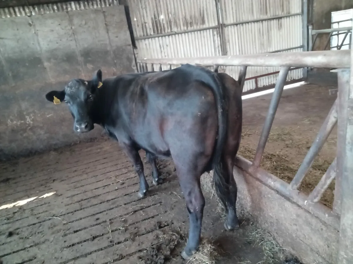 5*lim foster cow - Image 2