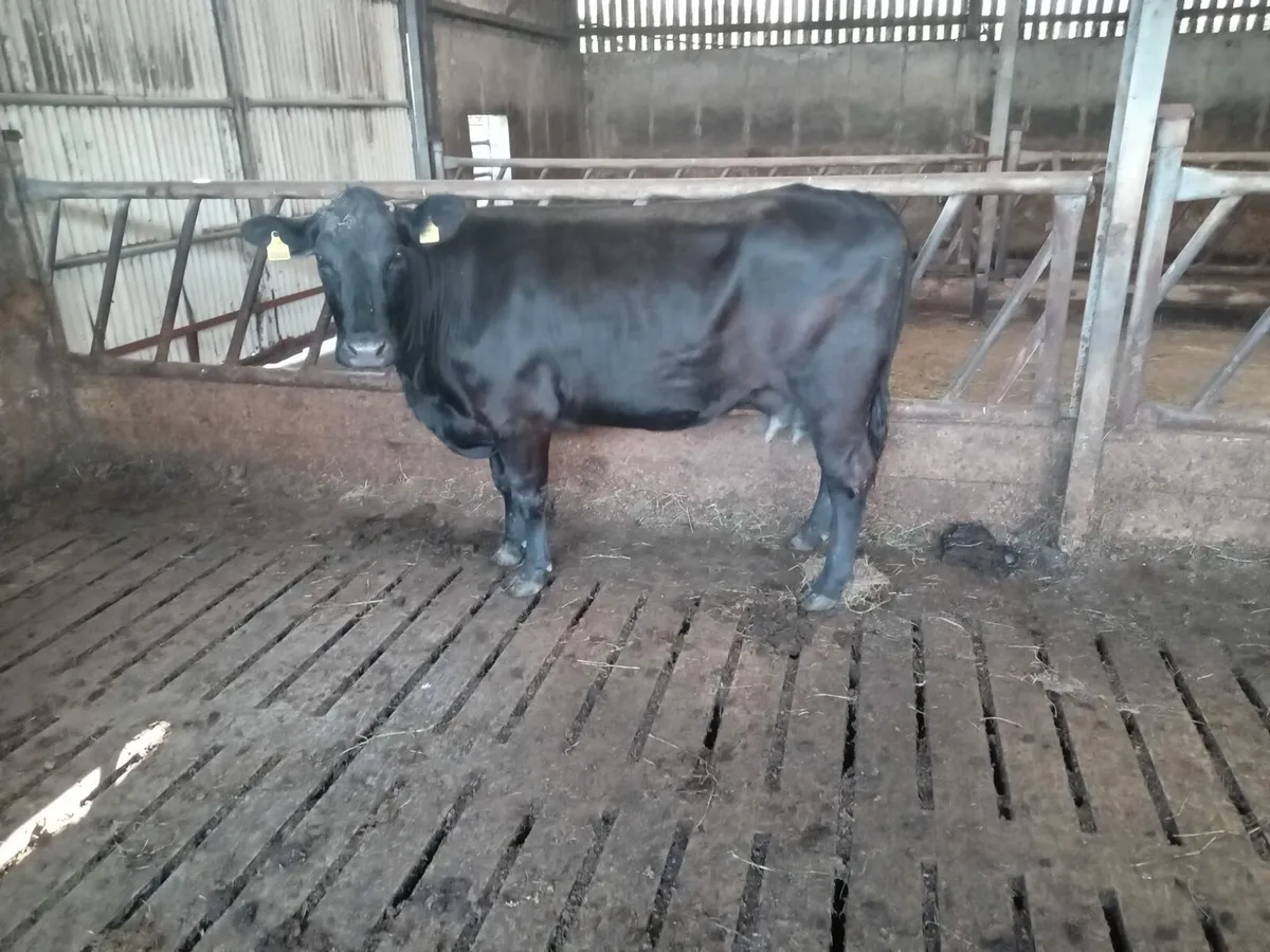 5*lim foster cow - Image 3