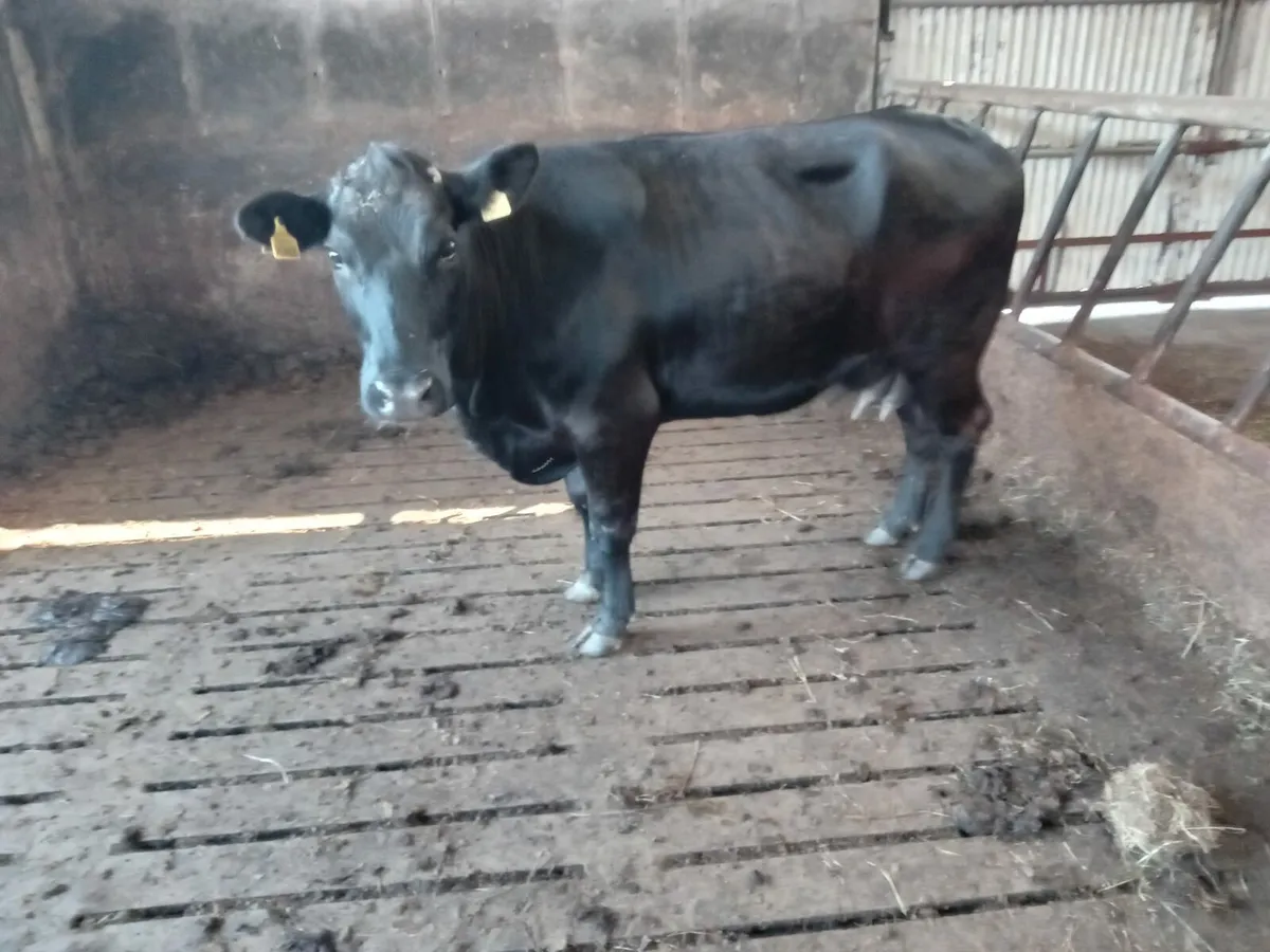 5*lim foster cow - Image 4