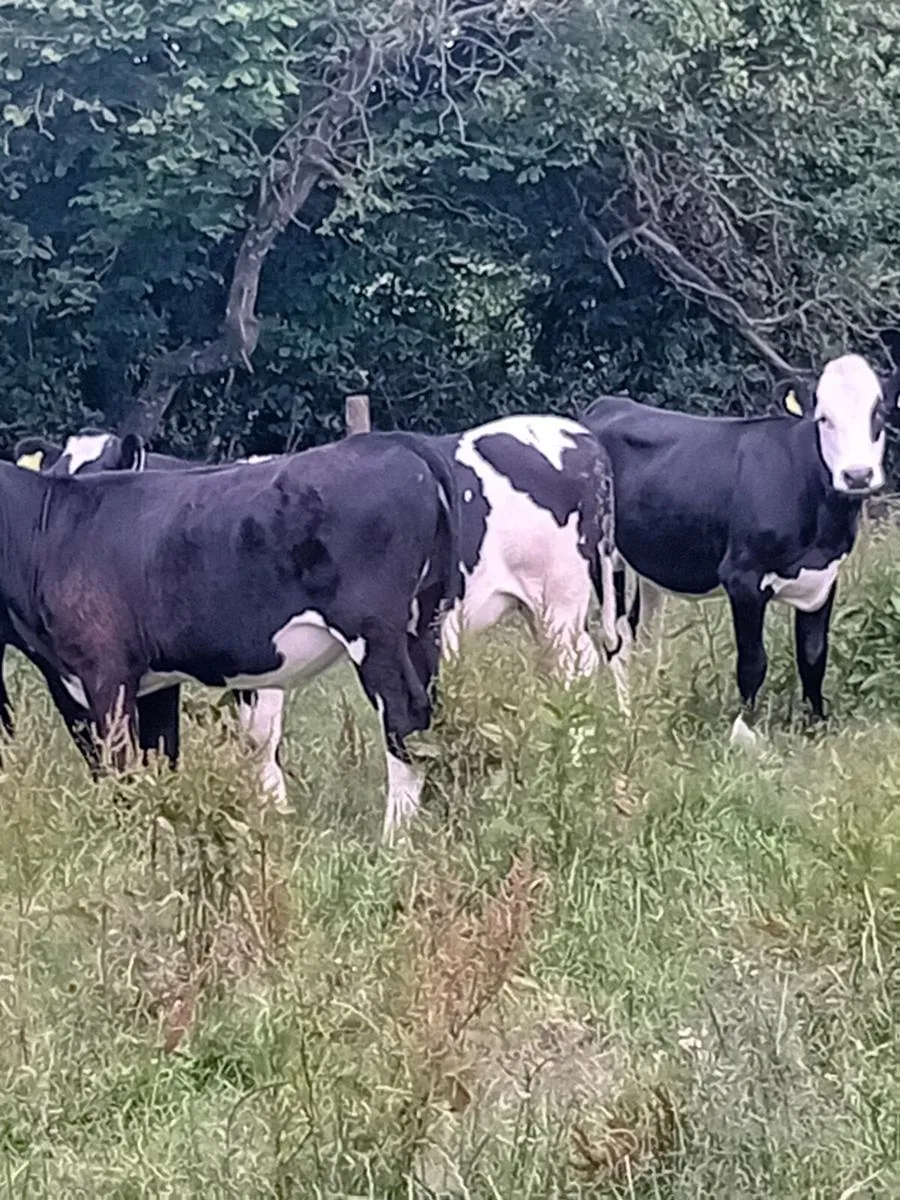 6 angus heifers - Image 1