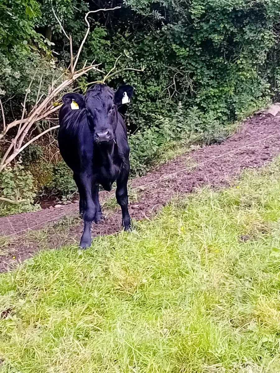 6 angus heifers - Image 2