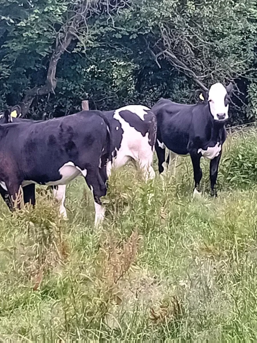 6 angus heifers - Image 3