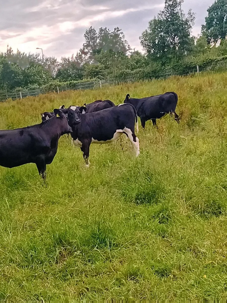 6 angus heifers - Image 4