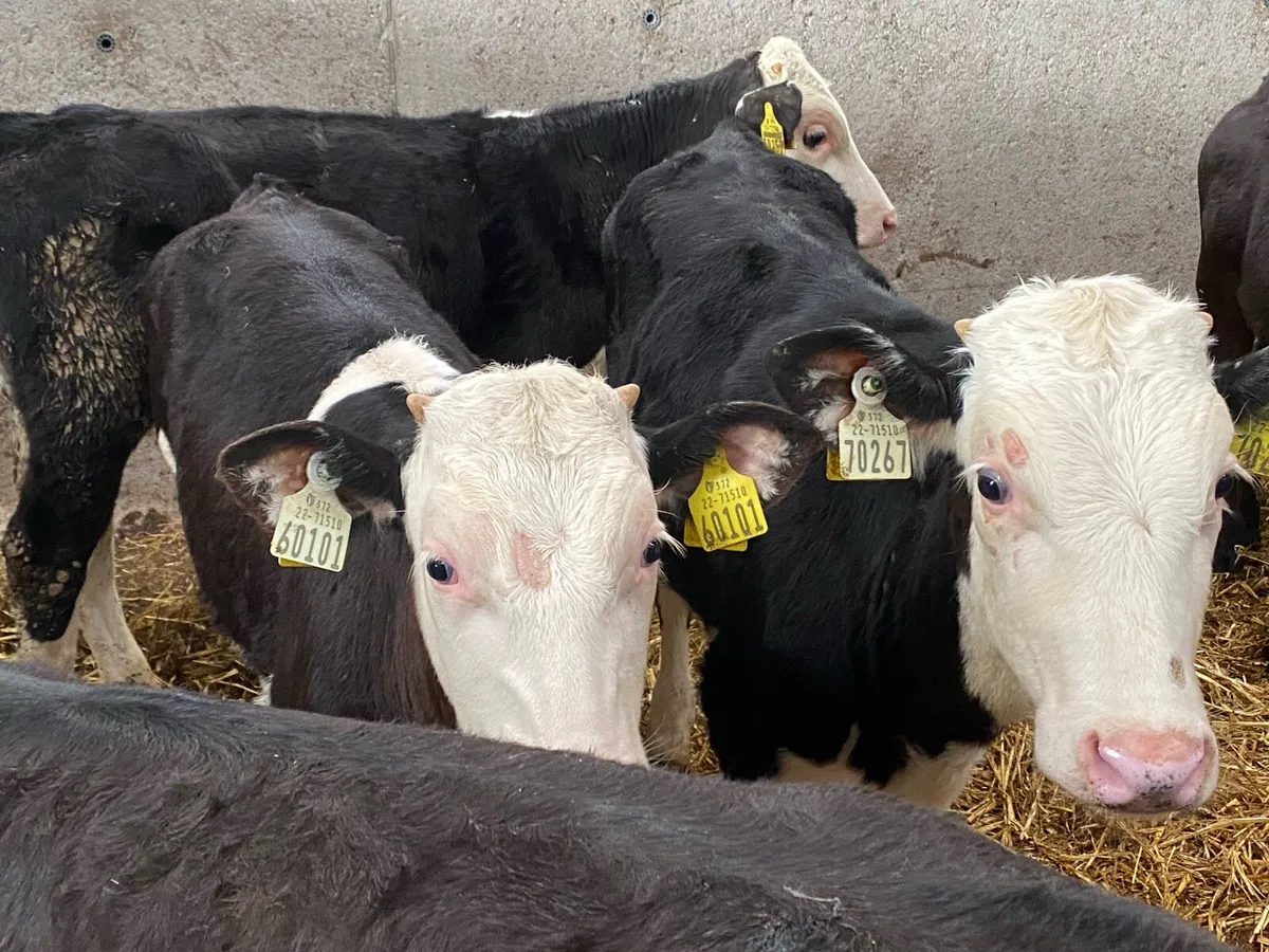 14 Weanling Bulls 5/6 Months Old - Image 2