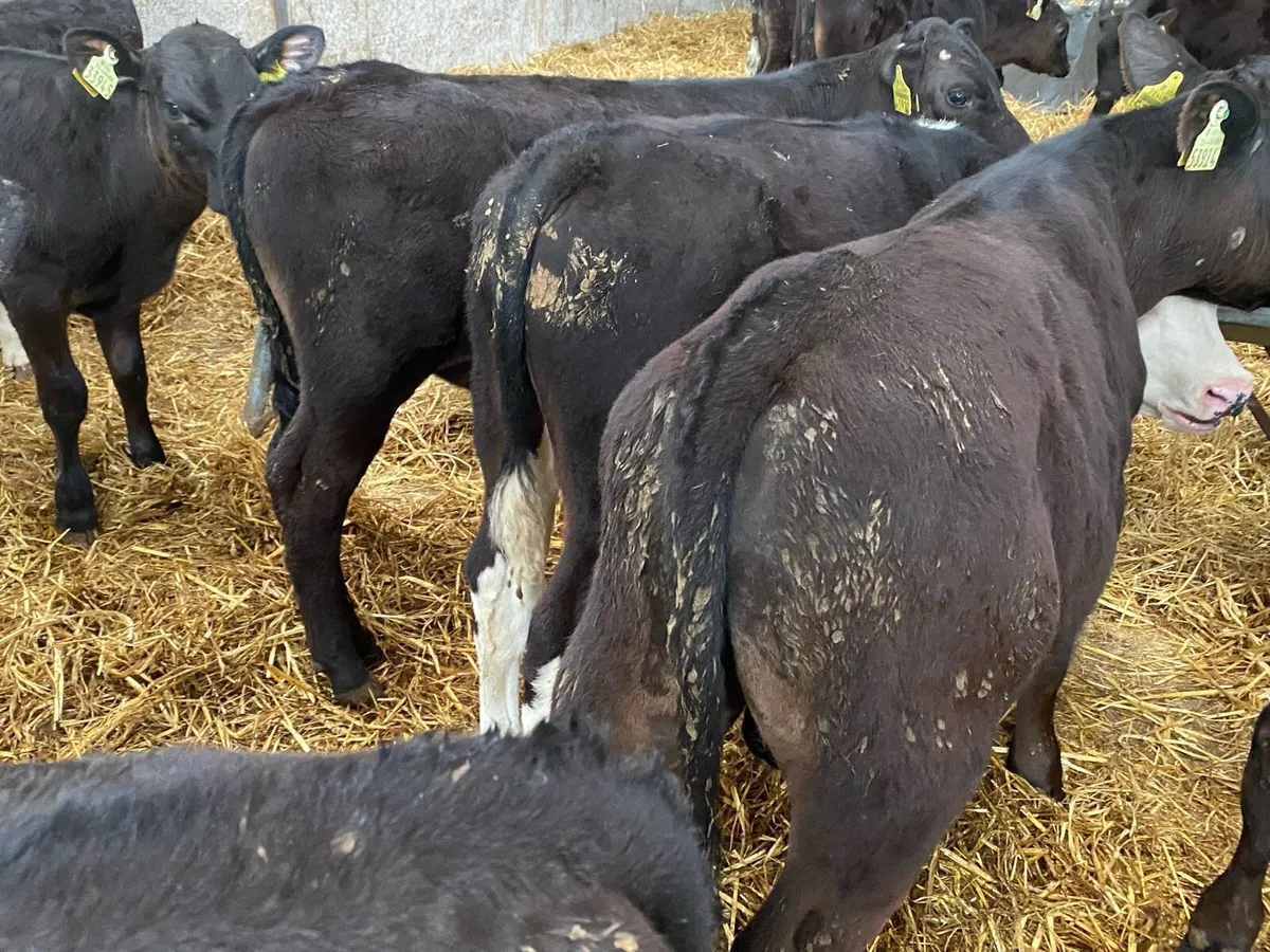 14 Weanling Bulls 5/6 Months Old - Image 3