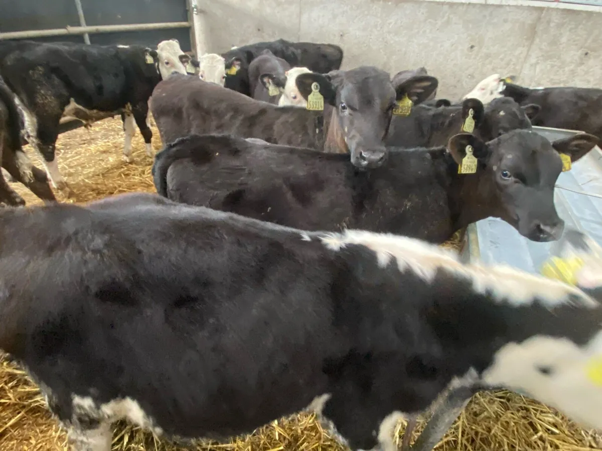 14 Weanling Bulls 5/6 Months Old - Image 4