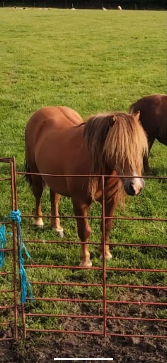 Miniature teaser or companion stallion for sale - Image 1