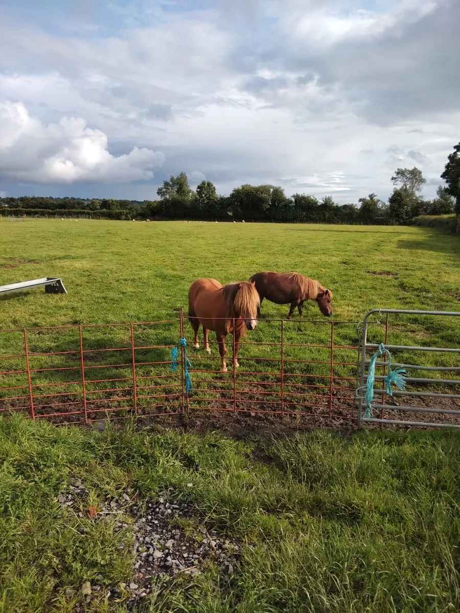 Miniature teaser or companion stallion for sale - Image 3