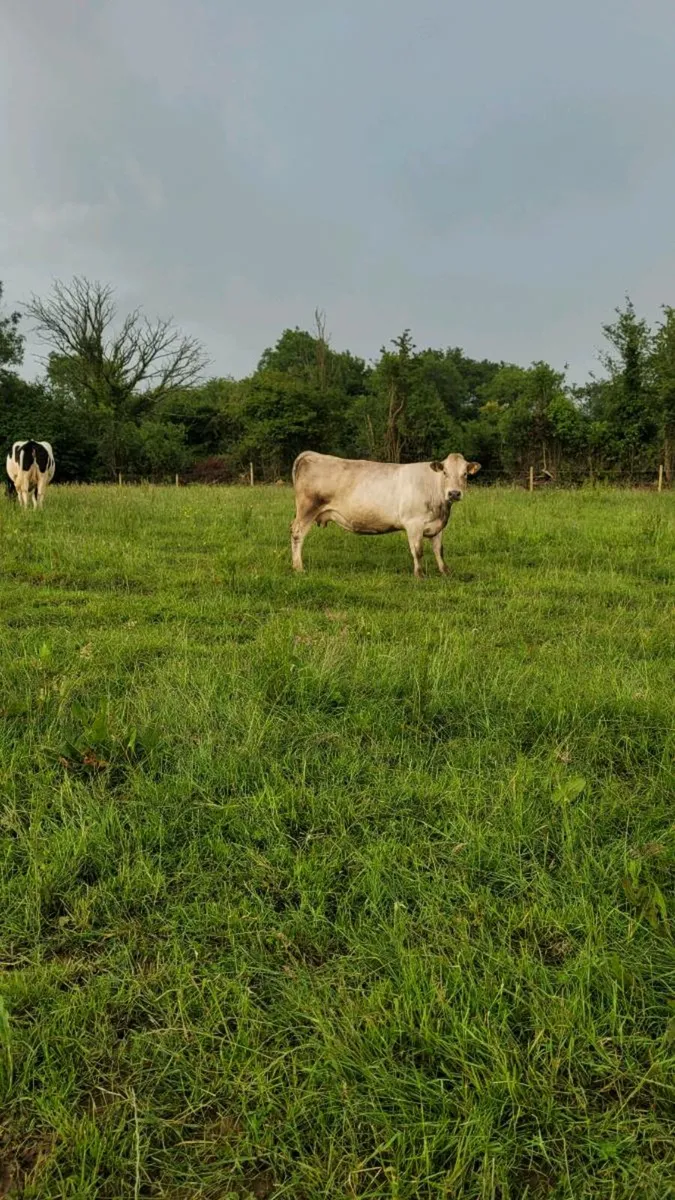 Ch incalf cow - Image 1