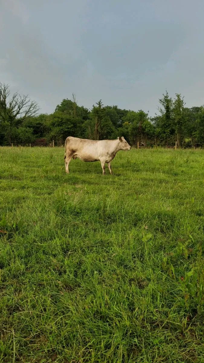 Ch incalf cow - Image 2