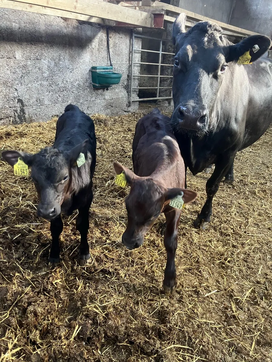 Cow & 2 Calves For Sale - Image 1