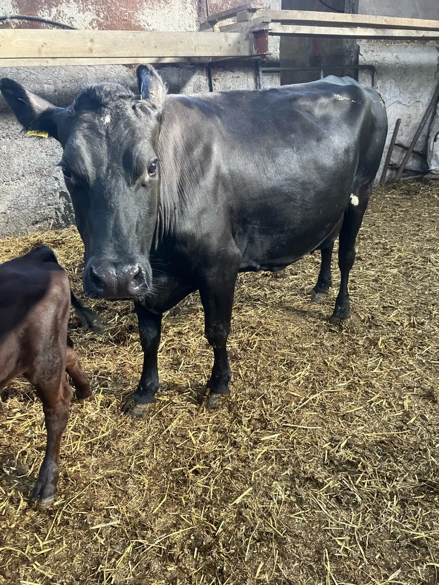 Cow & 2 Calves For Sale - Image 2