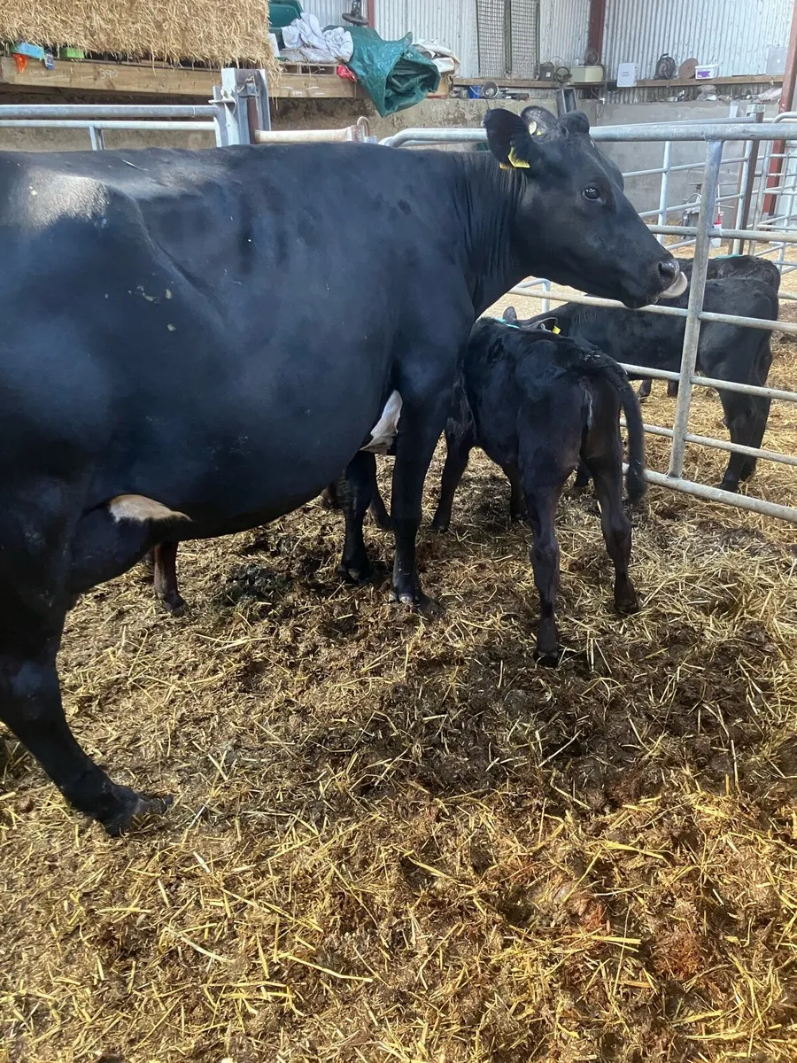 Cow & 2 Calves For Sale - Image 3