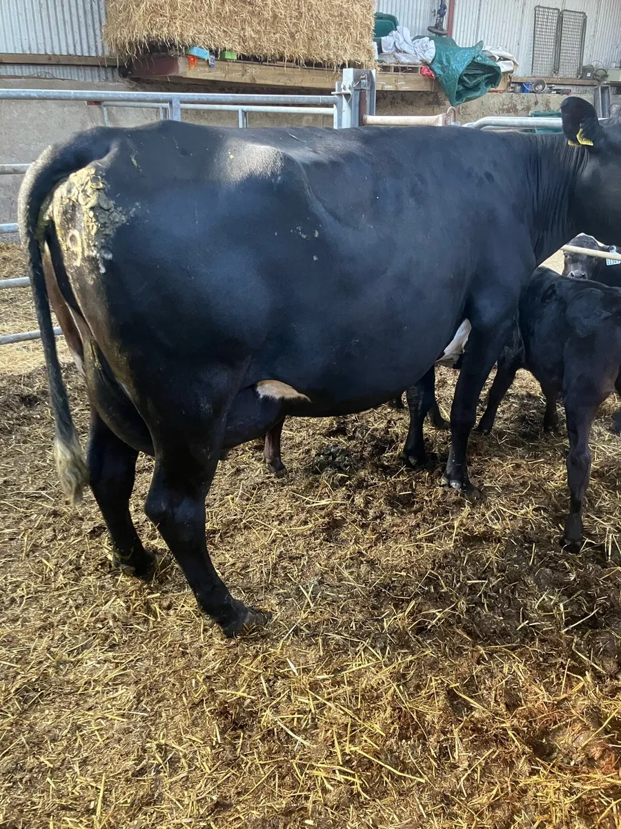 Cow & 2 Calves For Sale - Image 4