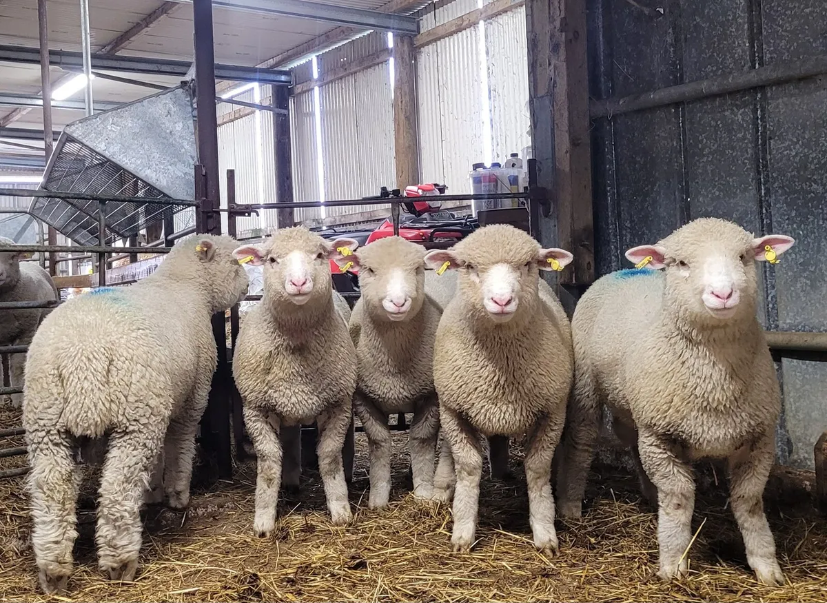 Purebred Dorset Ram Lambs