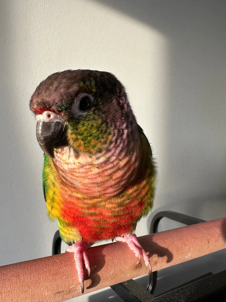 Green cheek conure parrot - Image 3