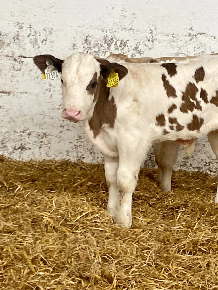 A SERIOUS QUALITY BB BULL CALF - Image 2