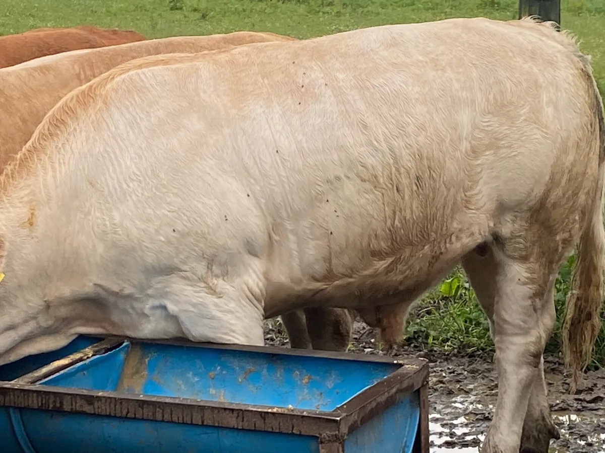 Beef cattle - Image 2
