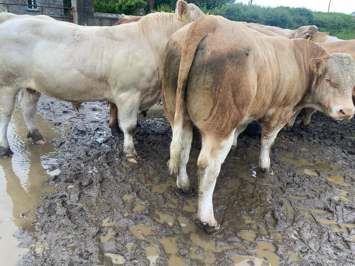 Beef cattle - Image 3