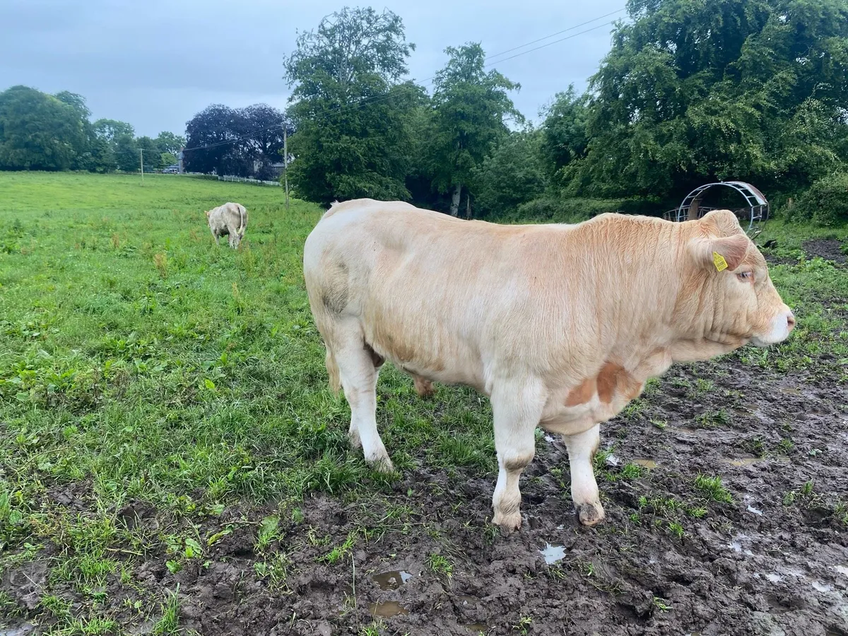 Beef cattle - Image 1