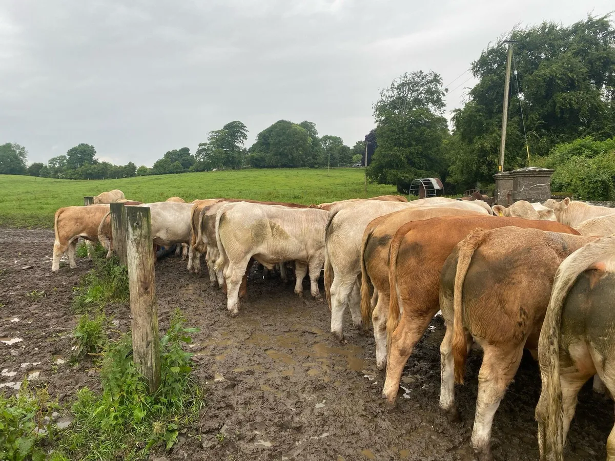 Beef cattle - Image 4