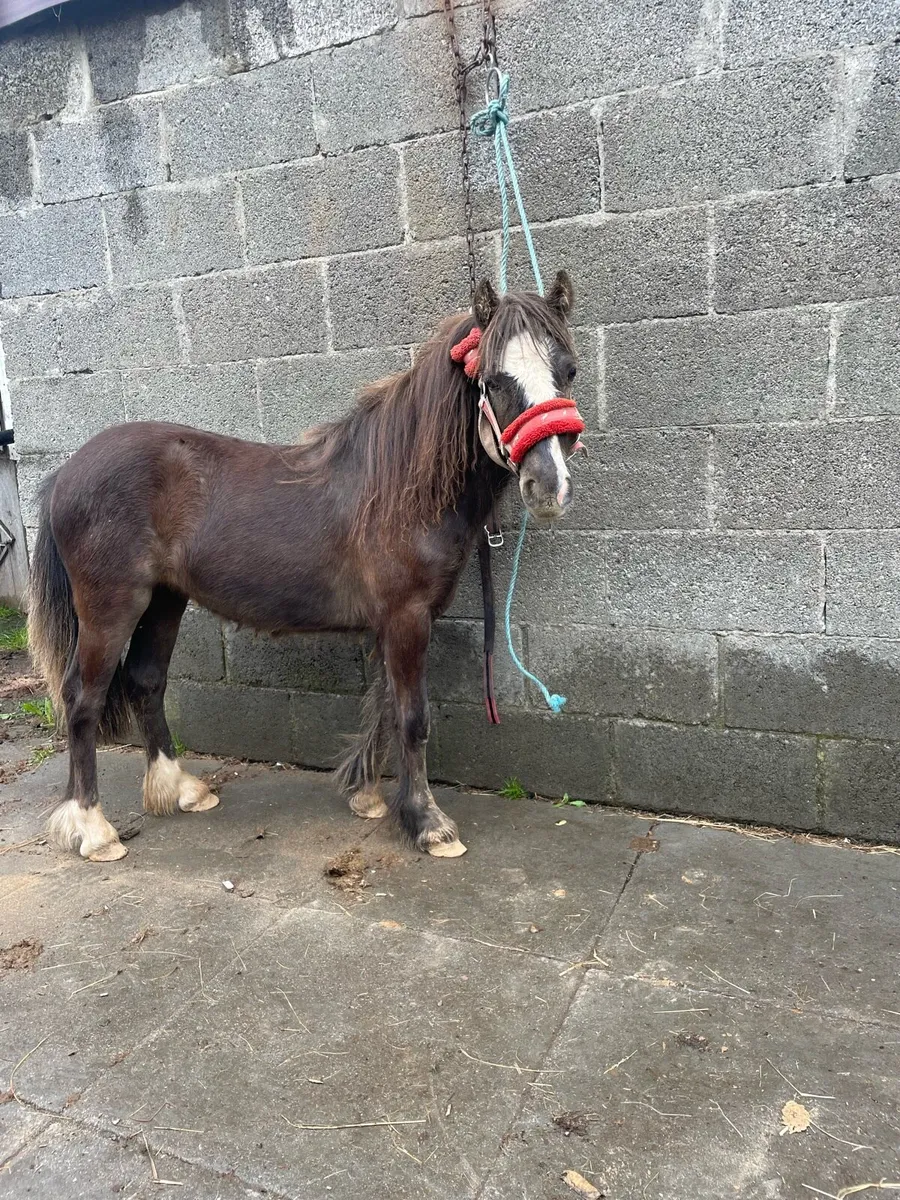 Pony - Image 1