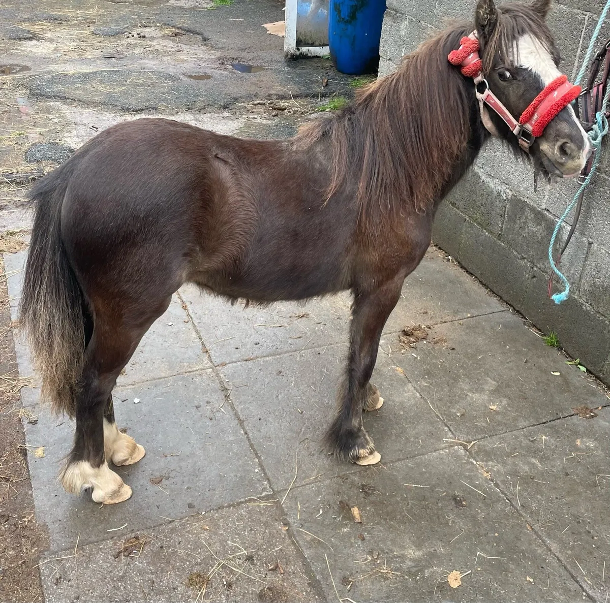 Pony - Image 2