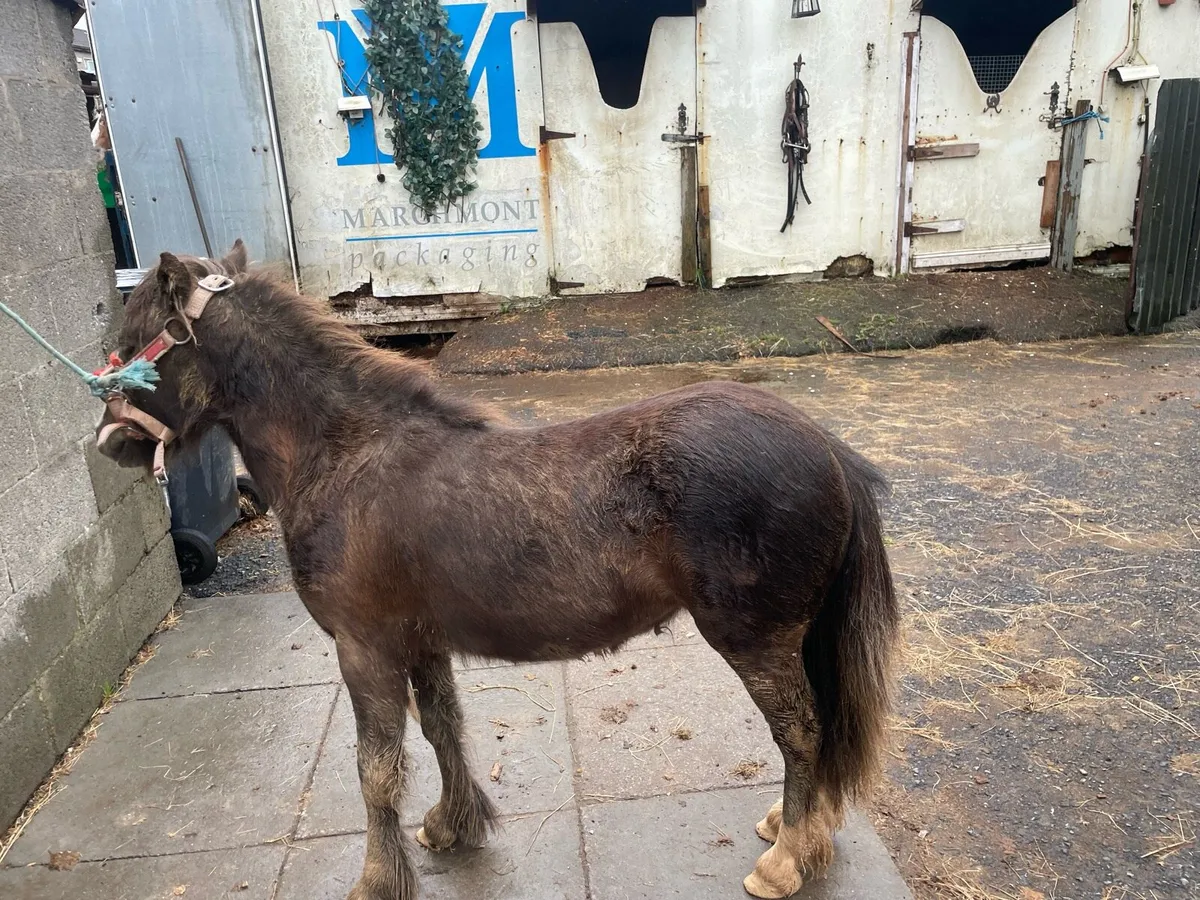 Pony - Image 3