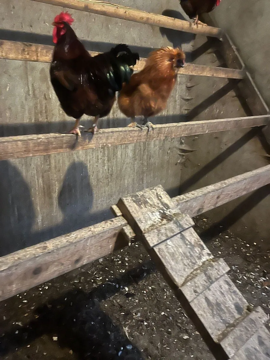 Rhode Island Roosters - Image 1