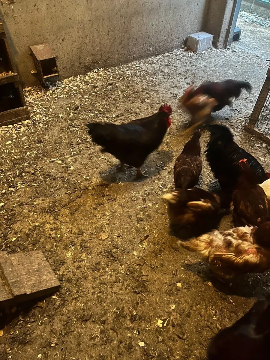 Rhode Island Roosters - Image 2