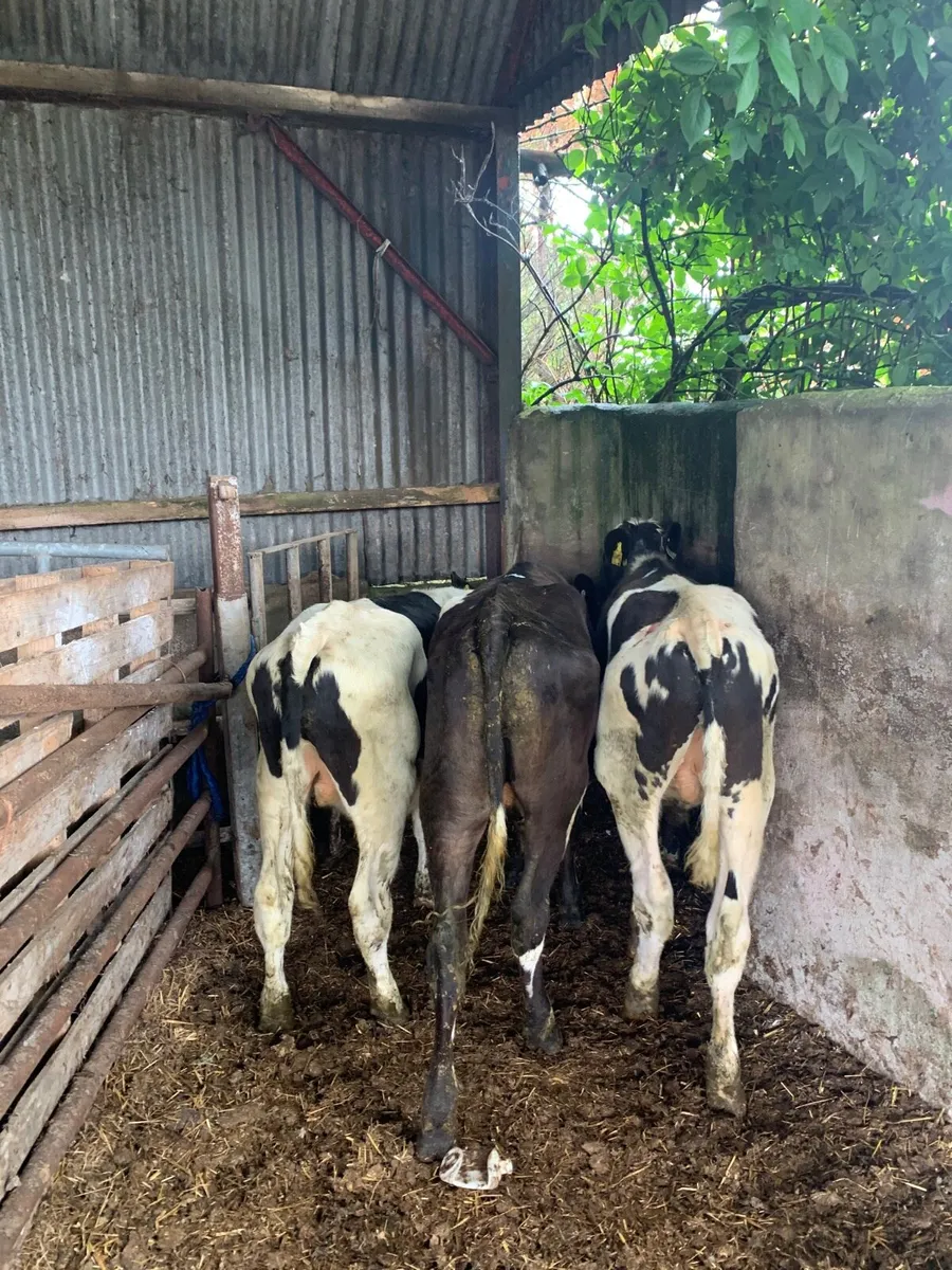 3 British FR Bullocks for sale - Image 2