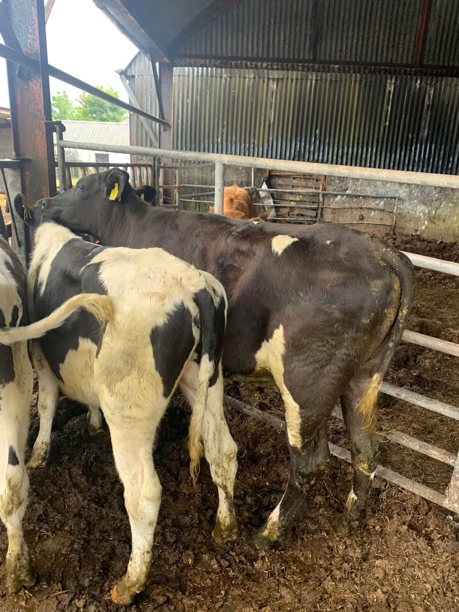 3 British FR Bullocks for sale - Image 3