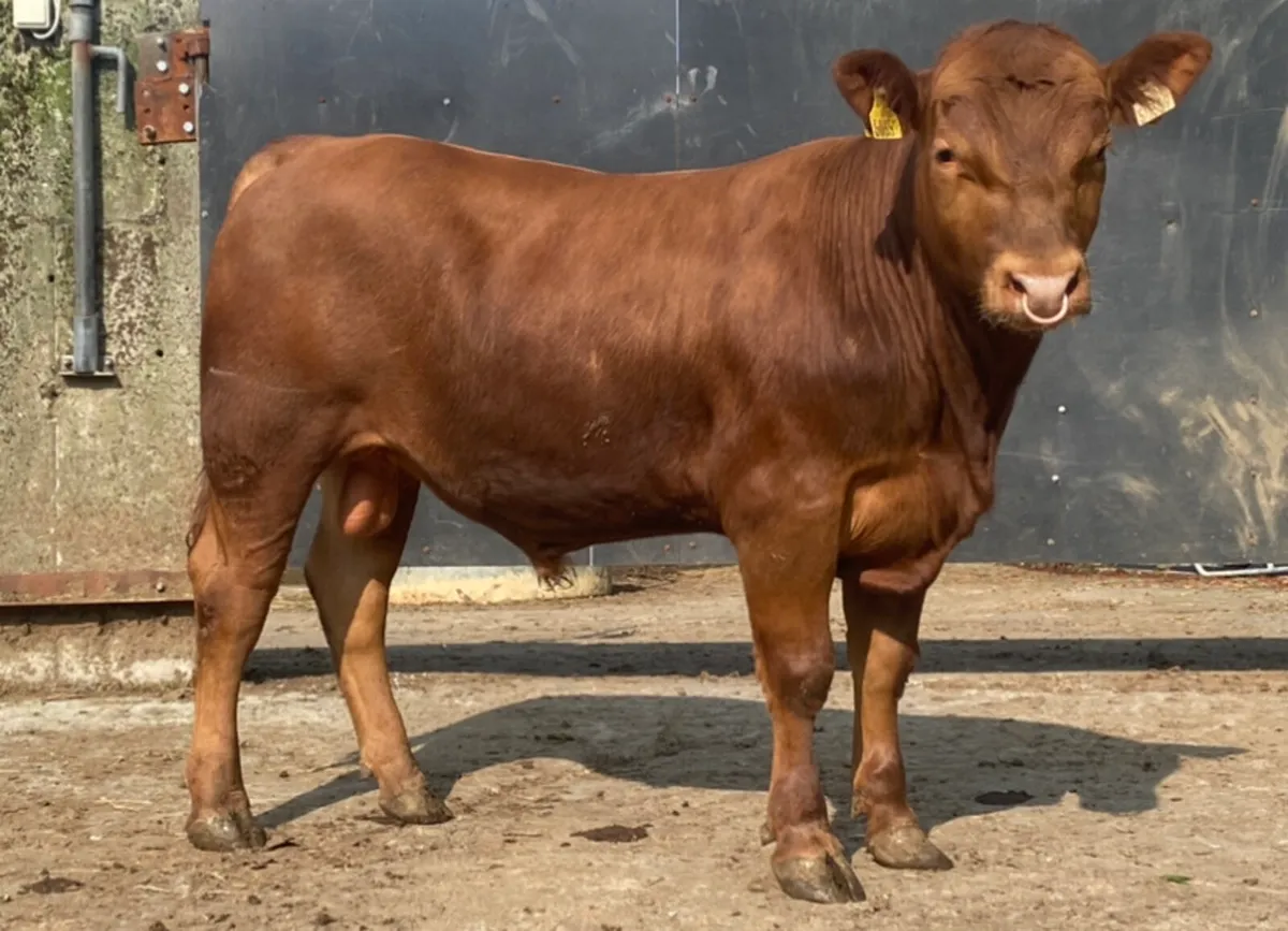 3 PBR AA Bulls (1 Red / 2 Blacks) - Image 1
