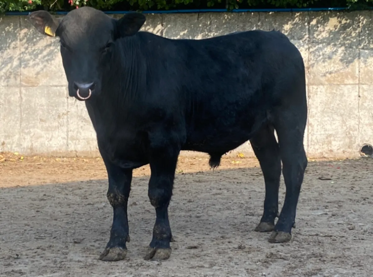 3 PBR AA Bulls (1 Red / 2 Blacks) - Image 2