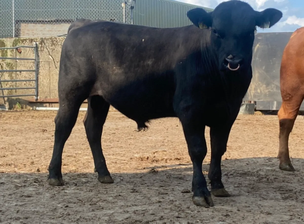 3 PBR AA Bulls (1 Red / 2 Blacks) - Image 3